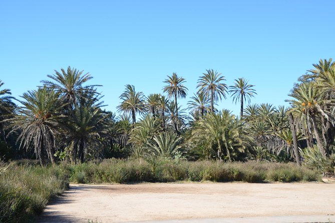 Visit the Oasis & Tea at the basket maker. - Sidi Bourahmoune’s mausoleum and the view over the oasis