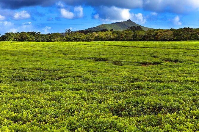 Wild South: Full-Day tour incl Rhumerie St Aubin, Bois cheri Tea factory & Lunch - A Full Southern Circuit From Trou aux Cerfs to St Aubin
