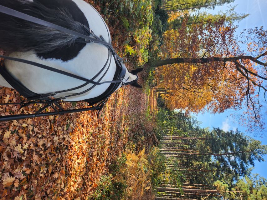York: Horse Drawn Carriage ride & Cream Tea - Should you book the horse-drawn carriage ride?