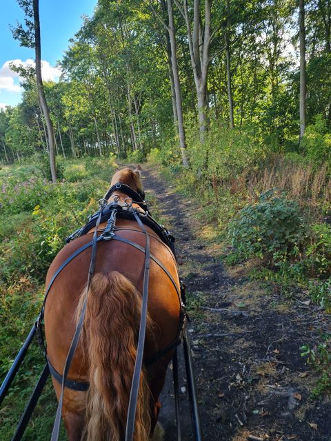 York: Private Horse-Drawn Carriage Ride and Afternoon Tea - A quiet country ride instead of a busy York attraction